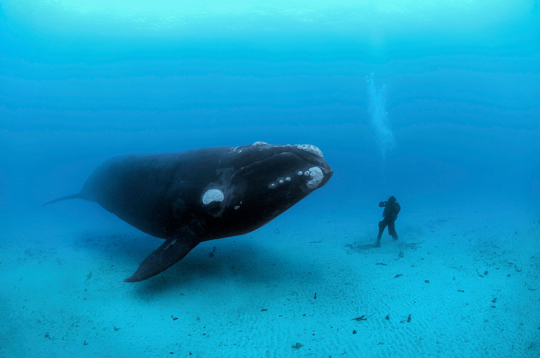 National Geographic Live featuring Brian Skerry